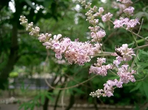 Vitex agnus-castus с розовыми цветками