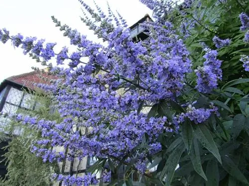 Vitex agnus-castus, самый декоративный лекарственный кустарник