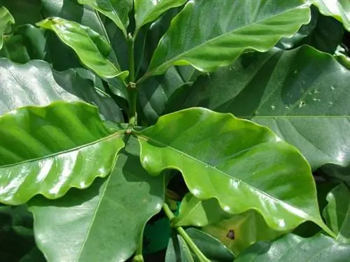 Листья растения Coffea arabica, кофейного растения Листья растения Coffea arabica, кофейного растения