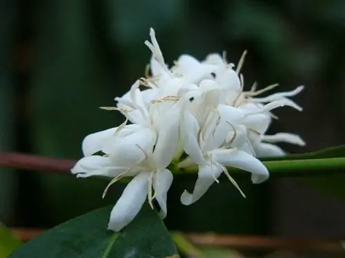Цветы растения Coffea arabica Цветы растения Coffea arabica