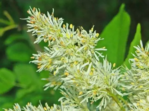 Цветы Fraxinus ornus Цветы Fraxinus ornus