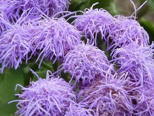 Цветы Ageratum houstonianum 'Blue Mink' Цветы Ageratum houstonianum 'Blue Mink'