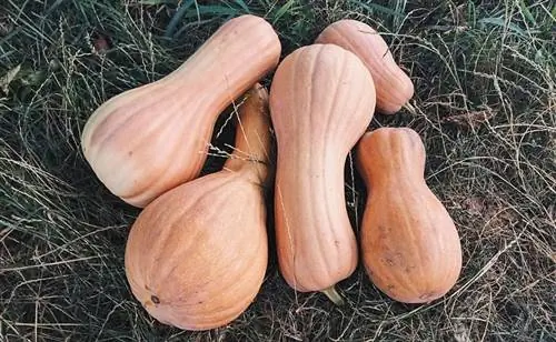 вырастить тыкву дома
