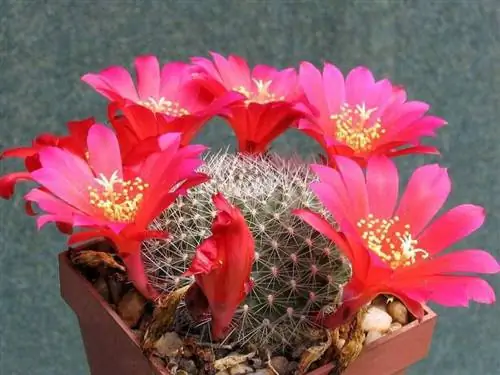 Образец Rebutia wessneriana в цветке