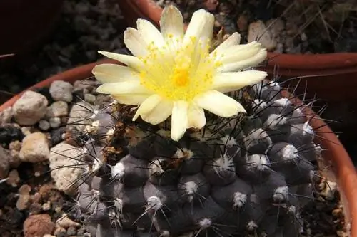 Образец Copiapoa hypogea в цветке