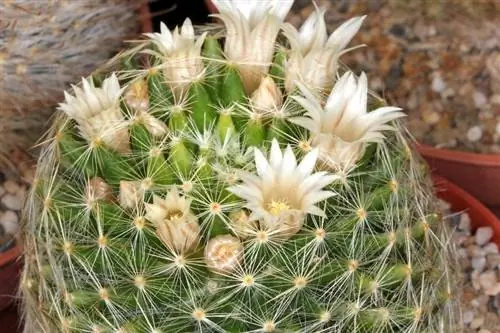 Образец Mammillaria schiedeana