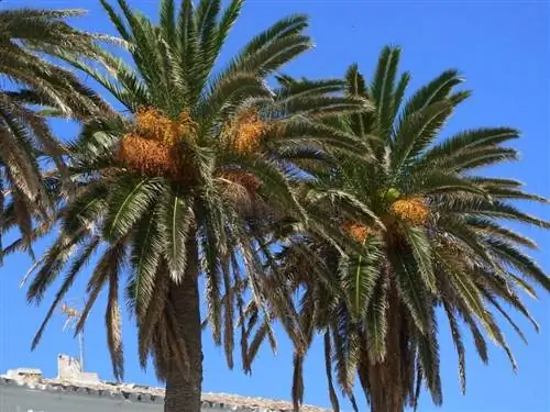 Образцы Phoenix canariensis