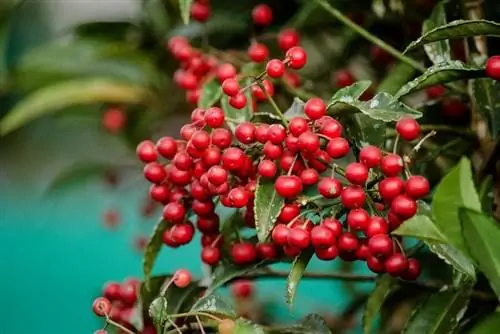 Плоды растения Ardisia crenata