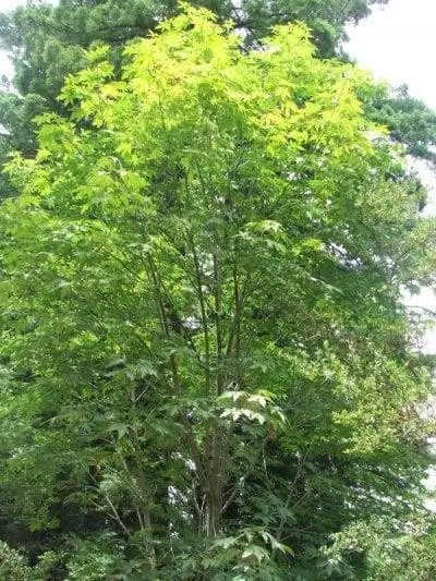 Молодой экземпляр Acer macrophyllum