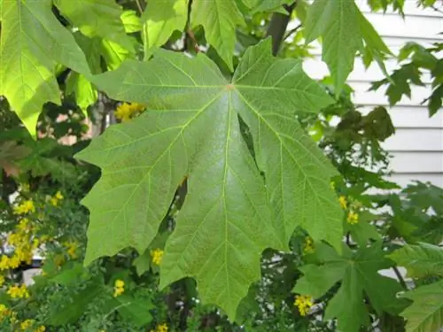 Acer macrophyllum, клен крупнолистный
