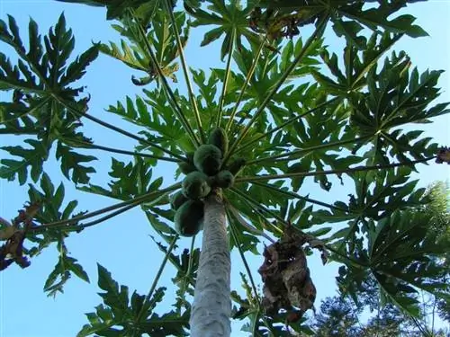 Плоды и листва папайи Carica Плоды и листва папайи Carica