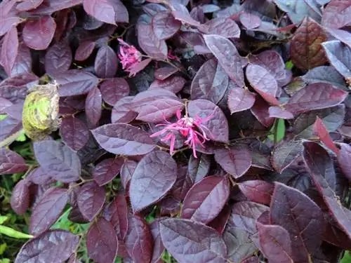 Листья Loropetalum chinense var rubrum Листья Loropetalum chinense var rubrum
