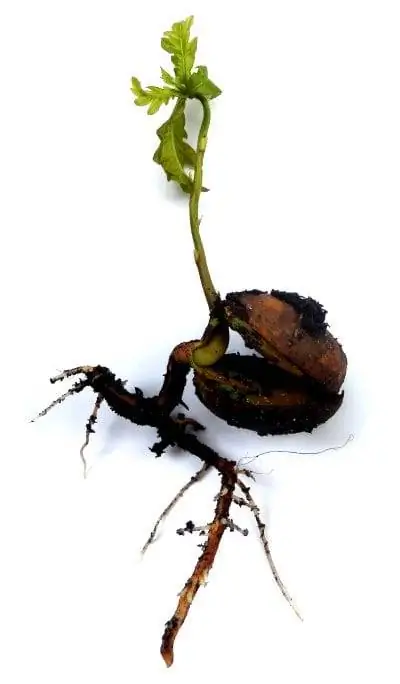 Саженец дуба или Quercus robur Саженец дуба или Quercus robur