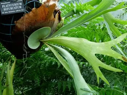 Листья Platycerium bifurcatum