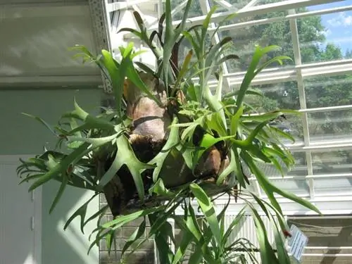 Взрослый экземпляр Platycerium bifurcatum