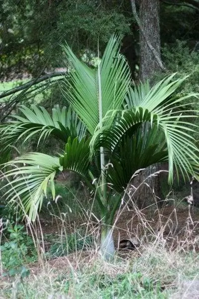 Образец Hedyscepe canterburyana