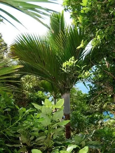 Hedyscepe canterburyana взрослый