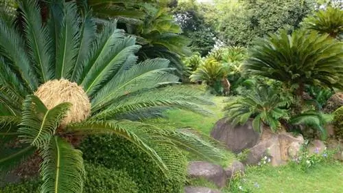 Образцы Cycas revoluta