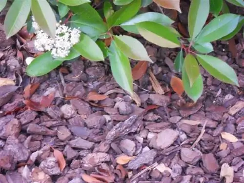 мульча также работает в садах