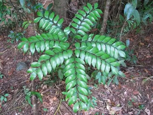 Образец Bowenia spectabilis