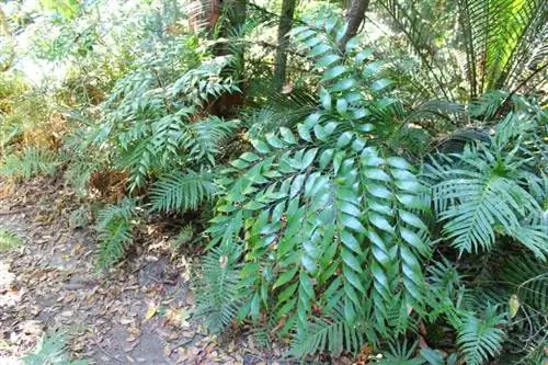 Образец Bowenia serrulata