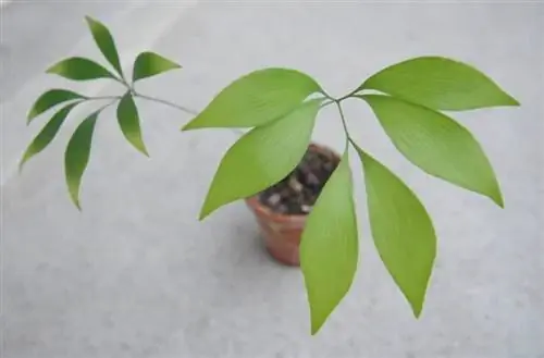 Двухлетний экземпляр B. spectabilis.