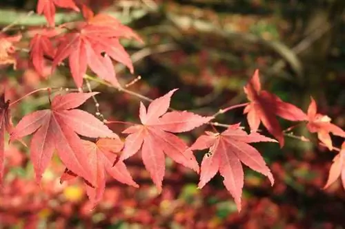 Acer palmatum Atropurpureum Acer palmatum Atropurpureum