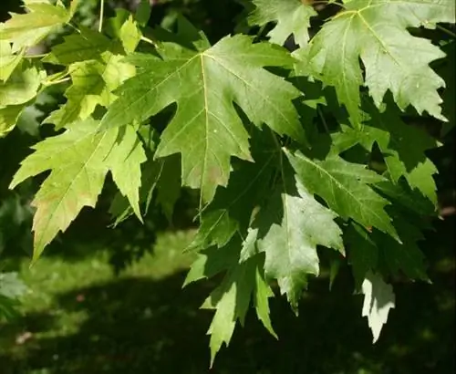 Acer saccharinum Acer saccharinum