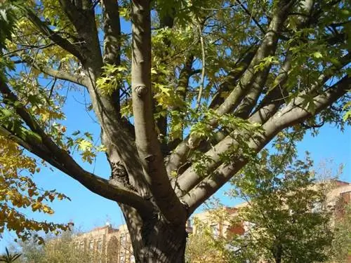 Acer saccharinum Acer saccharinum