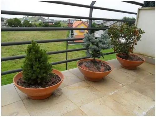 Деревья для посадки в горшках