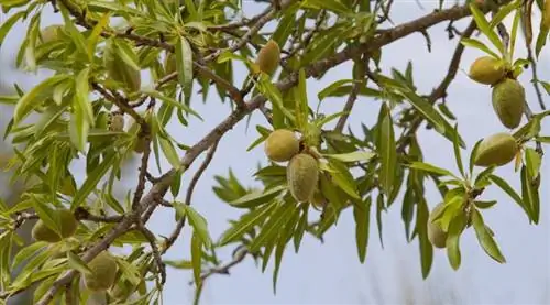 Prunus dulcis, листья и плоды