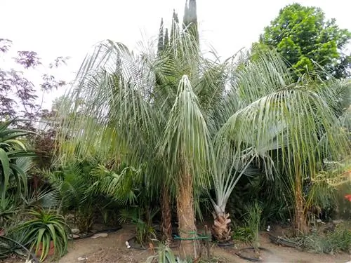 Parajubaea sunkha, пальма, в которой есть все