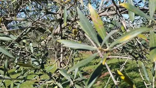 оливки питательные вещества для роста