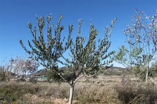 маленькое оливковое дерево