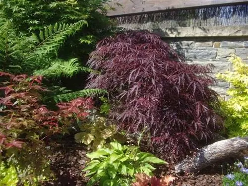 японские клены и гейхеры