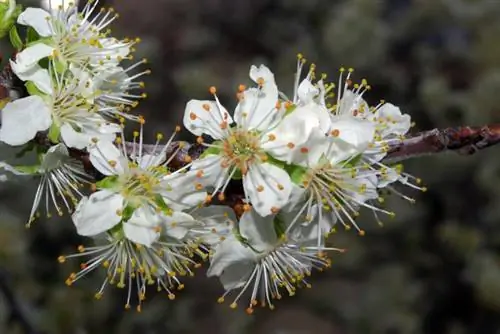 Цветы сливы домашней