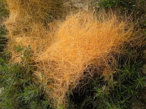 Образец Cuscuta californica