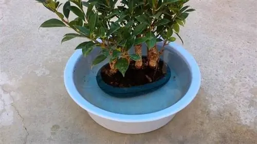 Иммерсионный полив бонсай