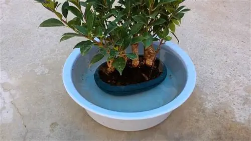 Что такое иммерсионное орошение?