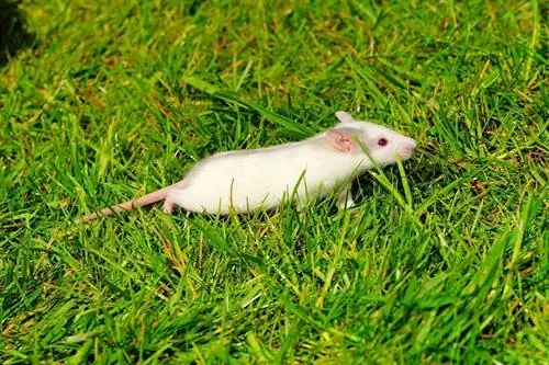 маленькие мышки в саду