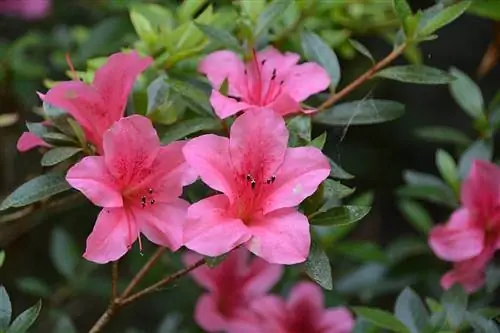 Когда сажать азалию