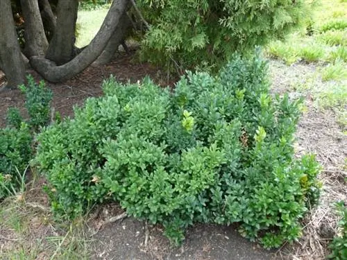 Buxus sempervirens, самшит