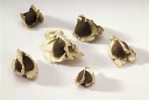 Семена моринги масличной