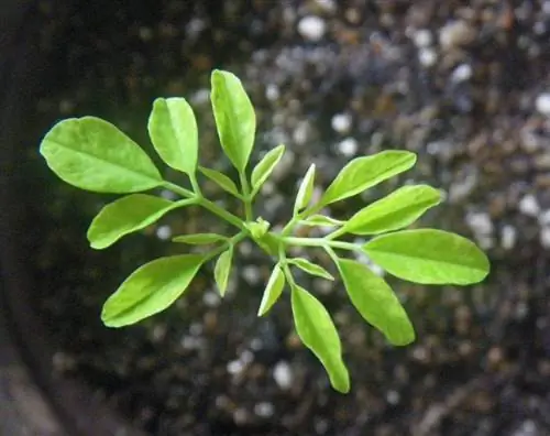 Молодой саженец Moringa oleifera