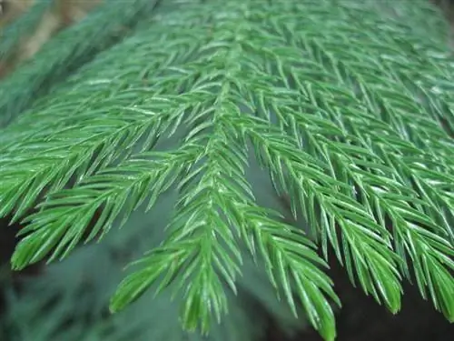 Араукария гетерофилла, деталь листьев