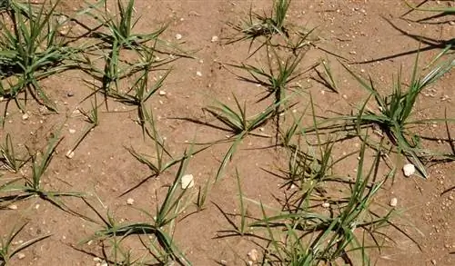 осока в посевах