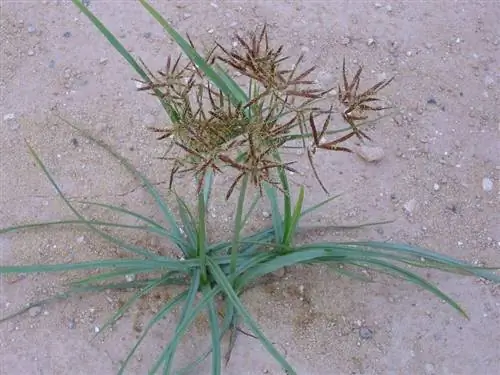 Циперус круглый