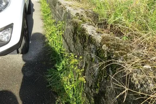 инвазивная осока