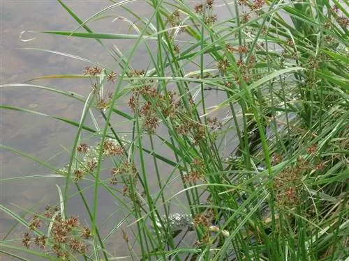 Осока, инвазивное растение