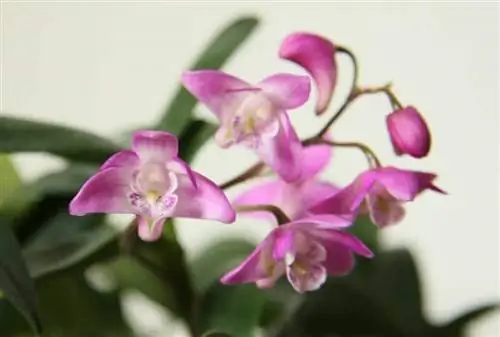 Дендробиум кингланум